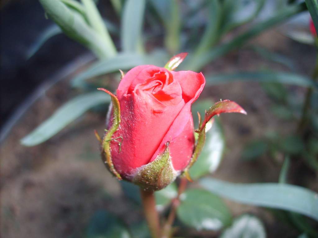 Wild Rose