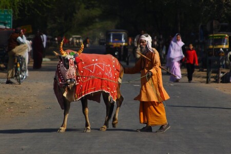 Такая скотина нужна самому!