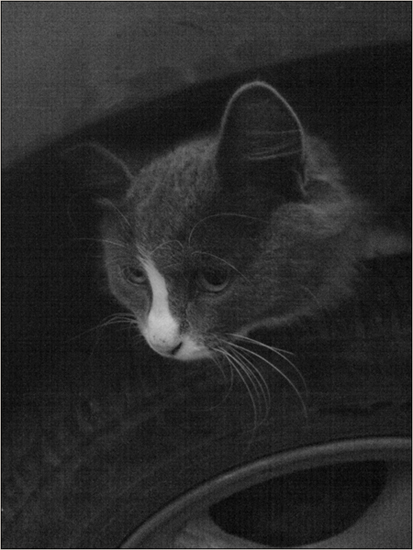 кошки любят машины. и на краю шины. утреннее.
