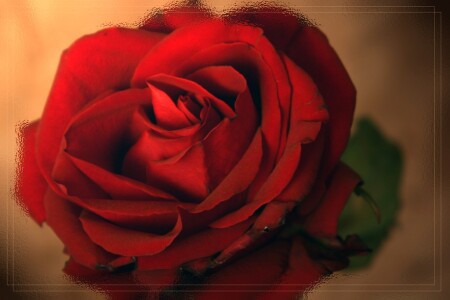 АленькЫй Цветочек