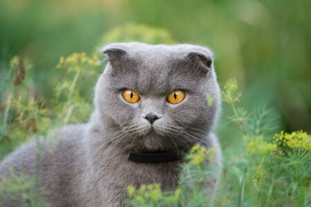 кошка лИса