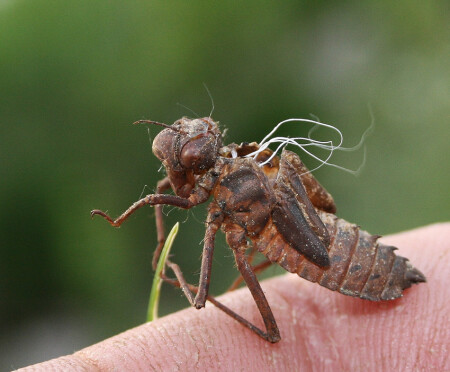Не жжжюжжи насекомое...я тебя засусу...