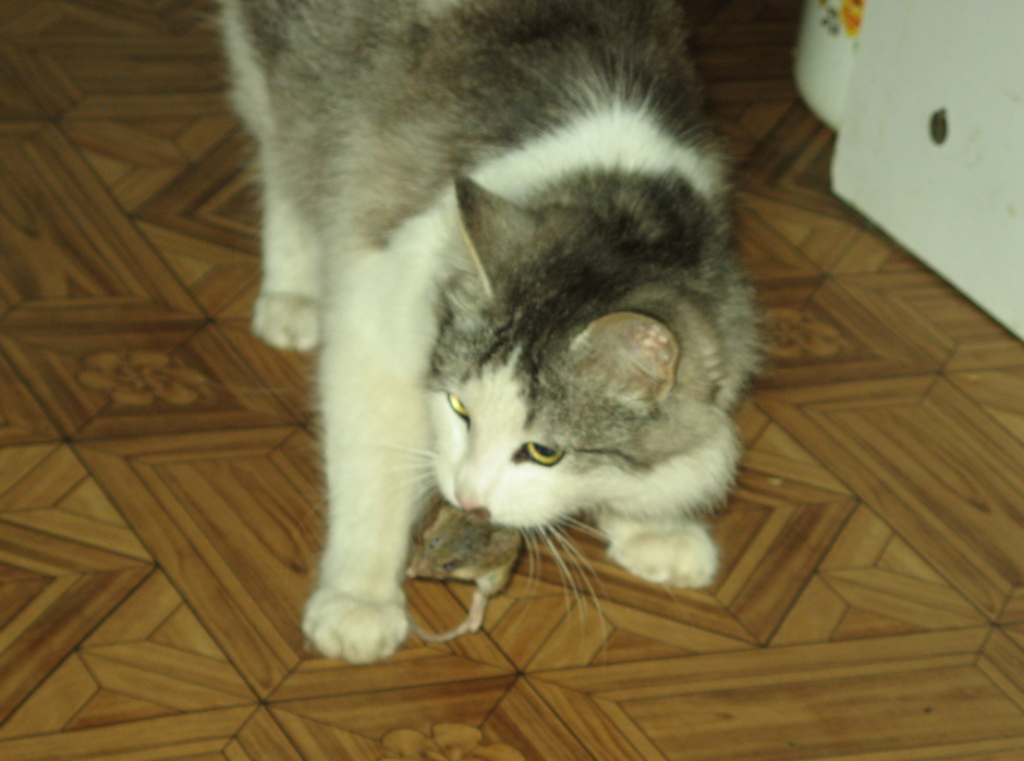 мышелов