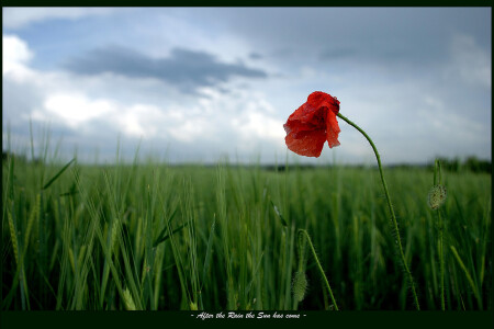 ~ After The Rain The Sun Has Come ~