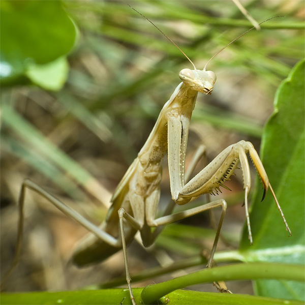 Mantis religiosa