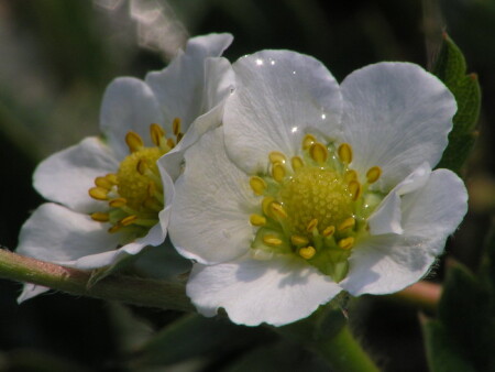 Утренние цветы