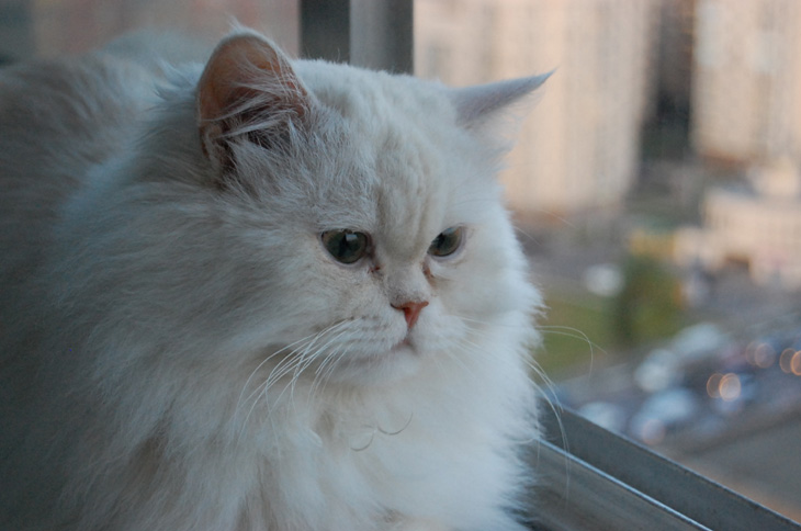 любимчик