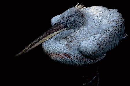 Pelican