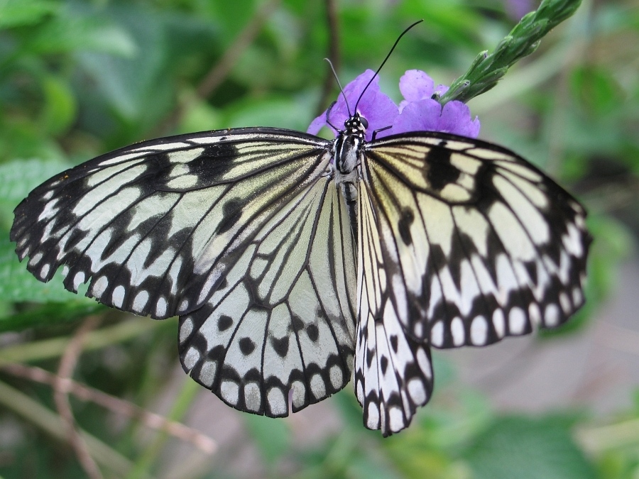 Макромир павильона Papiliorama #5