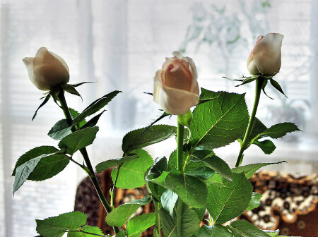 Живые 3 rose