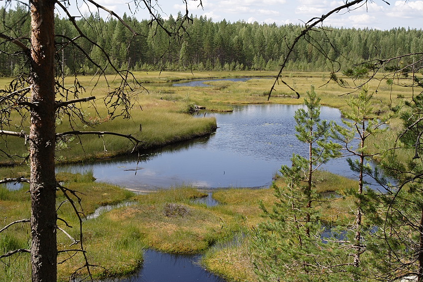 речка в Карелии