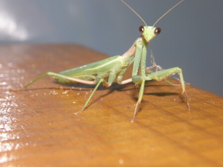 Под микроскопом