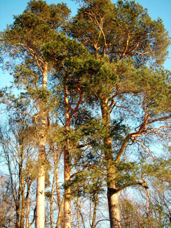 Зимние сосны