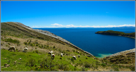 Пастбище на фоне озера.