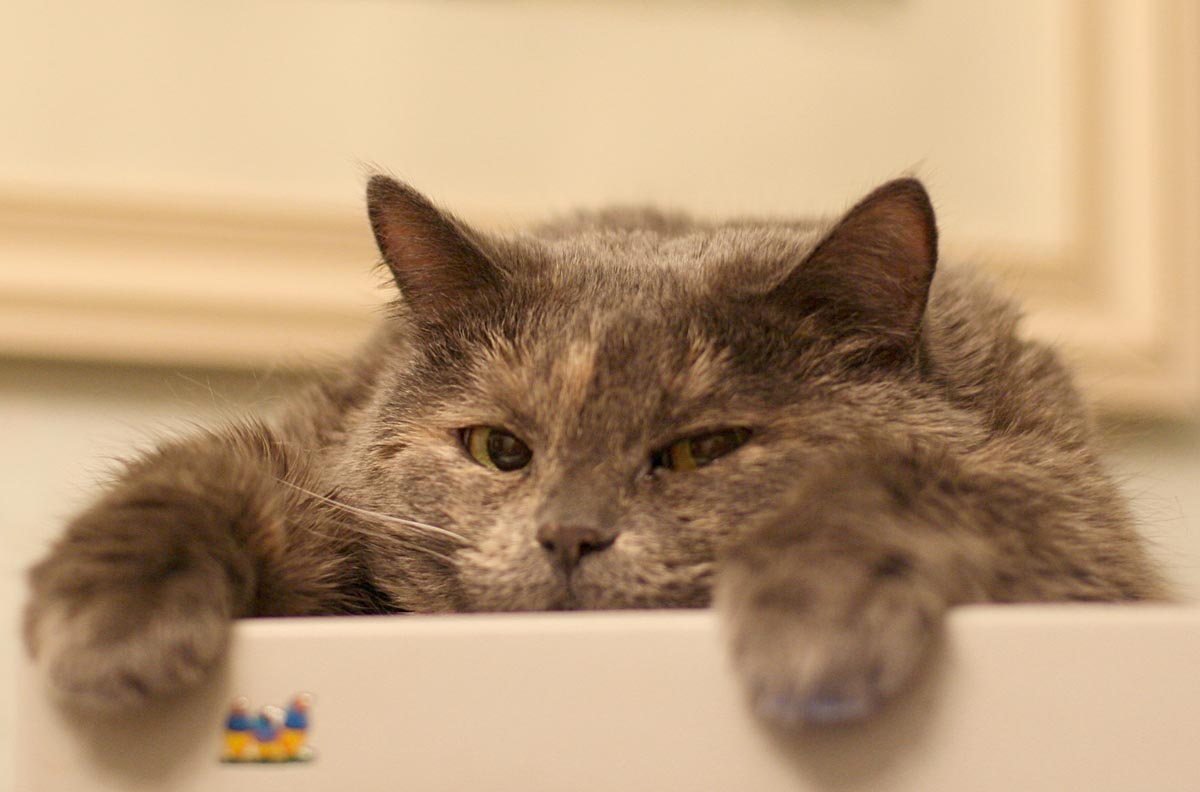 Кошка Дуся