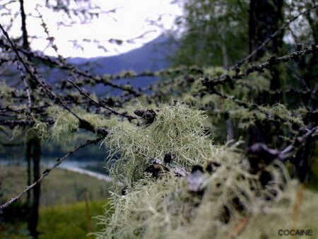 Природа горного алтая