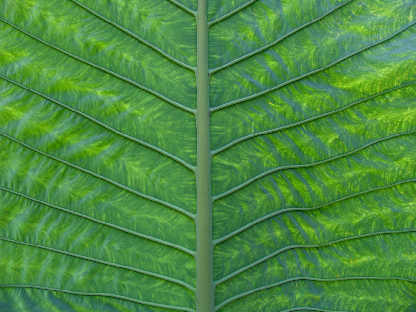 Green Waves