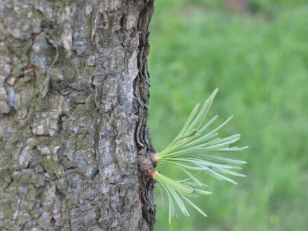 хвойная фантазия