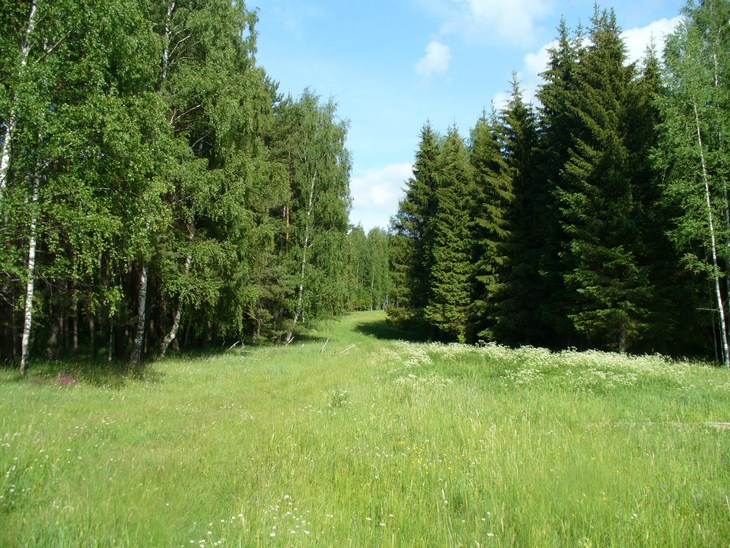 В лесу