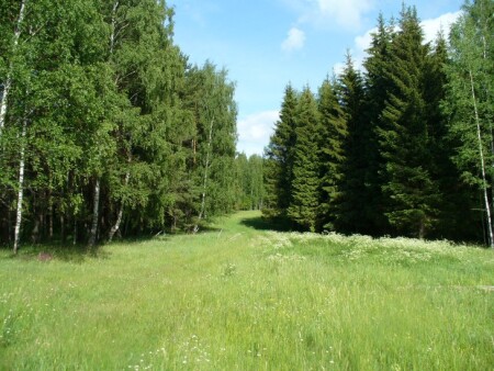 В лесу