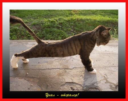 Упал - отжался!
