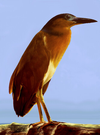 Rufous Night Heron