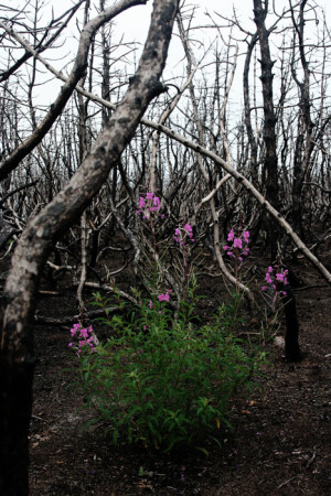 Цветы умершего леса