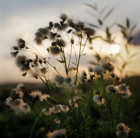 in evening light