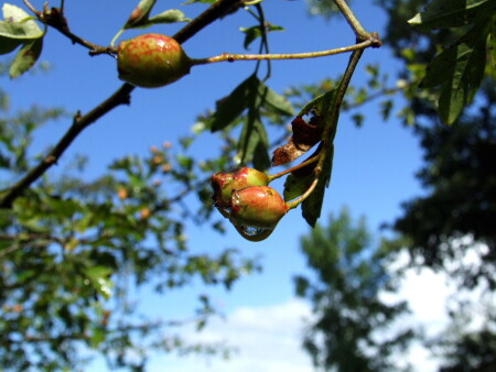 после дождя