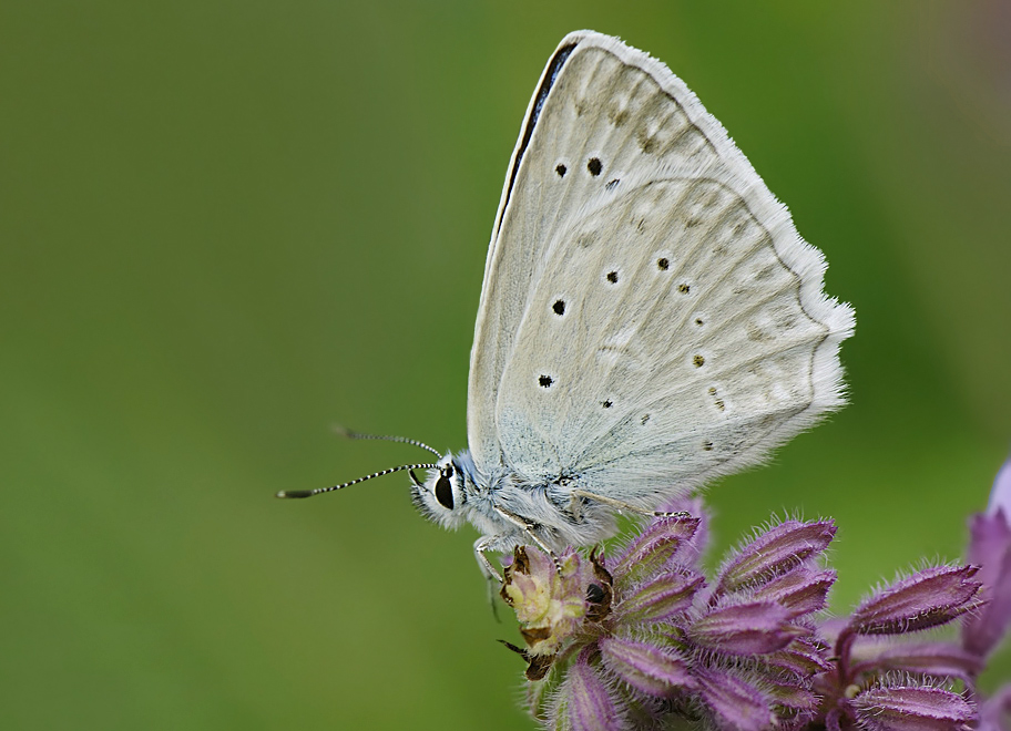 Meleageria daphnis
