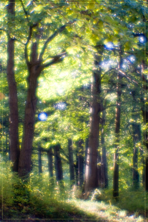 Осеннее солнце. [монокль]