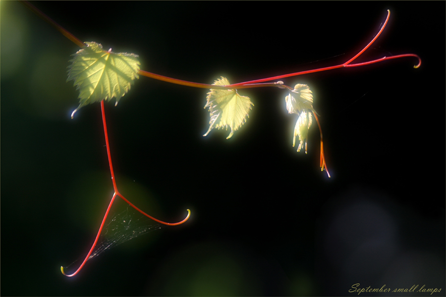 September small lamps