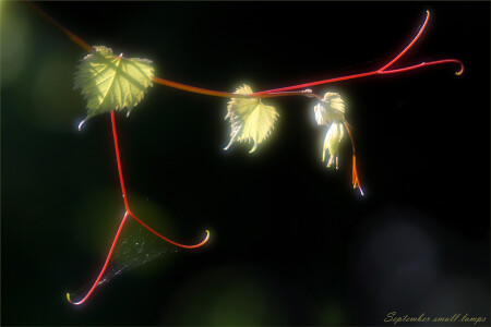 September small lamps