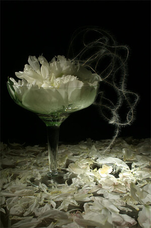 натюрморт с пионом