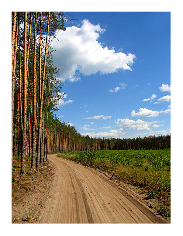 По краю леса