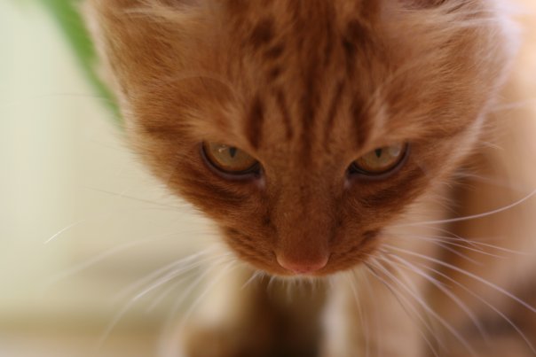 КОША:?))))