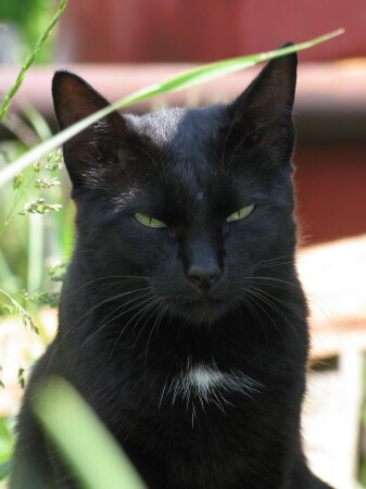 Кошкин взгляд