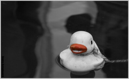 Бедная уточка