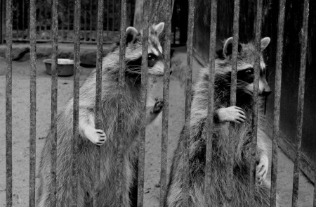 - а у людей клетка просторней...