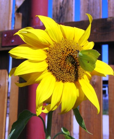 Солнечный цветок