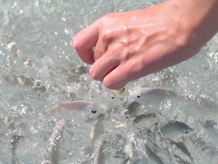 fish
