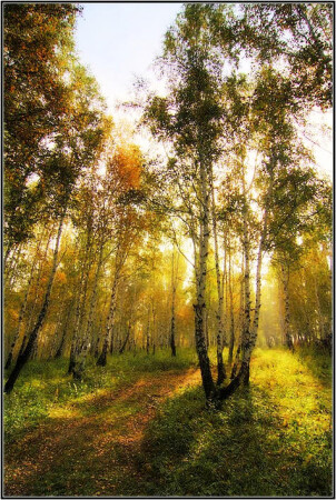березы.солнце