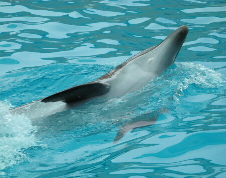 А рядом тихо проплывает...