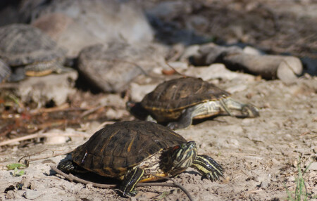 Не сошлись характерами