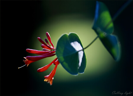 Calling light