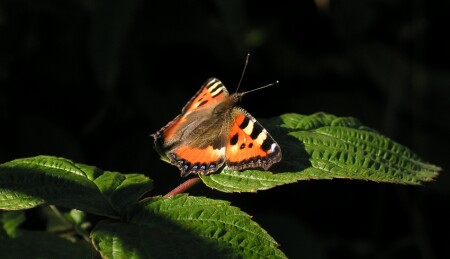 крапивница