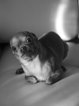 Собака баскервилей