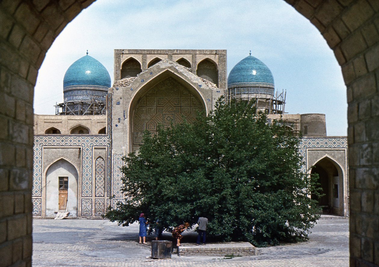 Бухарская шелковица.