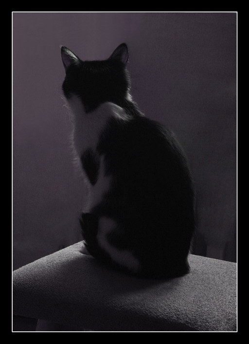 Кошка