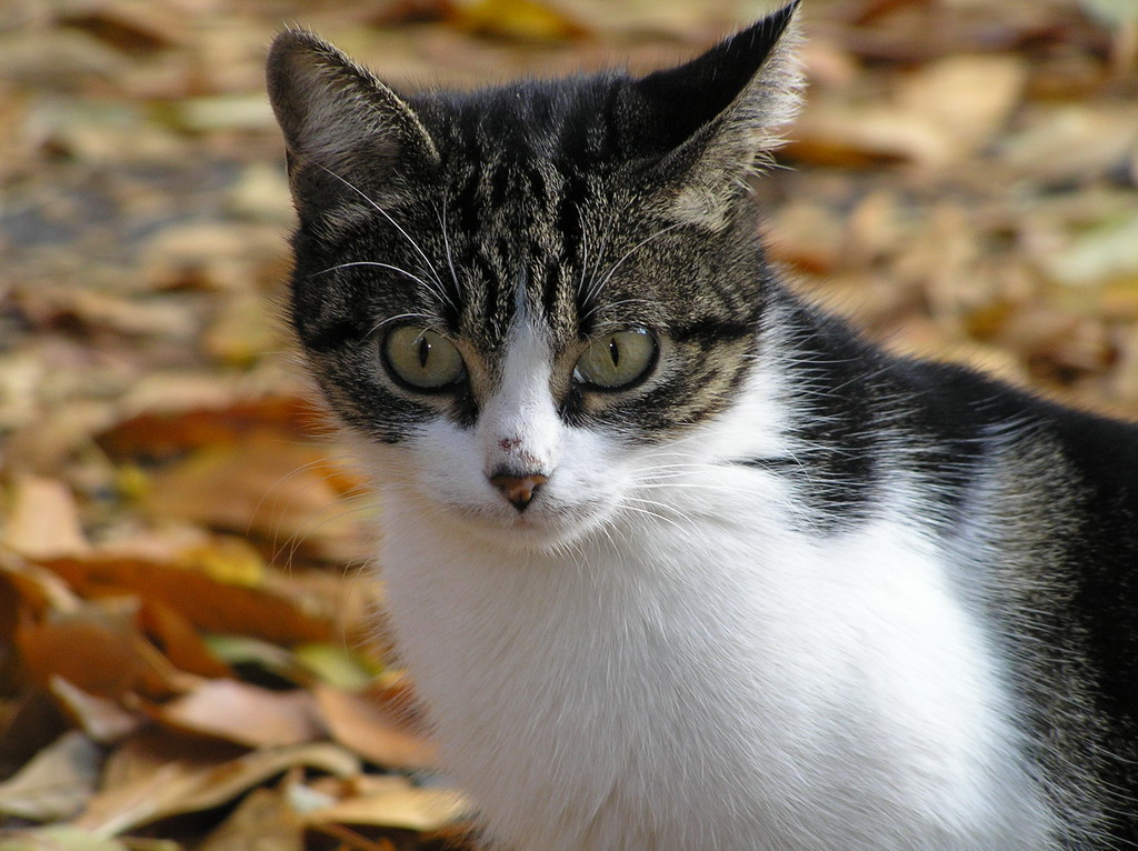 Кошачья осень